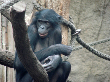 <p>Ulindi, la hembra de bonobo cuyo ADN se ha secuenciado, en el zoológico de Leipzig (Alemania). Imagen: MPI for Evolutionary Anthropology</p>