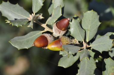 <p>El fruto de invierno, la bellota, hace que la encina sea un árbol diferente. Imagen: @frayle.</p>