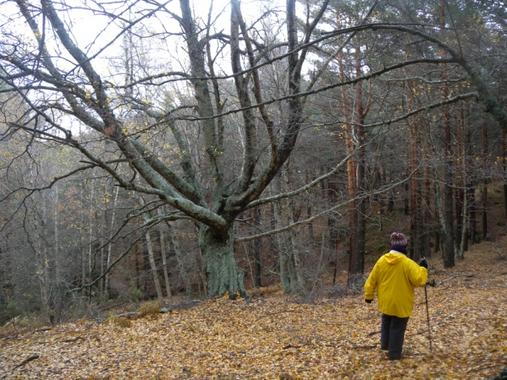 <p>La población de abedules ha aumentado en tierras de cultivo abandonadas y pastizales. Foto: Paco Cantó.</p>