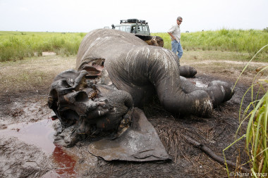 <p>Elefante asesinado junto al biólogo español Luis Arranz en el parque de Garamba en la República Democrática del Congo para llevarse sus colmillos de marfil. / Nuria Ortega</p>