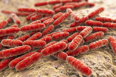 <p>Un estudio reciente en pacientes con depresión mostró que el consumo de lactobacilos (en la foto) y bifidobacterias se relacionaba con una mejora de los síntomas. Imagen: Fotolia</p>