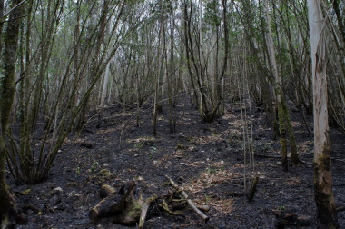 <p>Avellanos entre eucaliptos tras el incendio en Fragas do Eume. Imagen: Xurxo Mariño.</p>