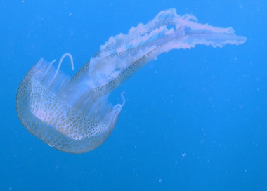 <p/>Uno de los 200 tipos de medusas que hay en España, la <em>Pelagia noctiluca</em>. / <a href=