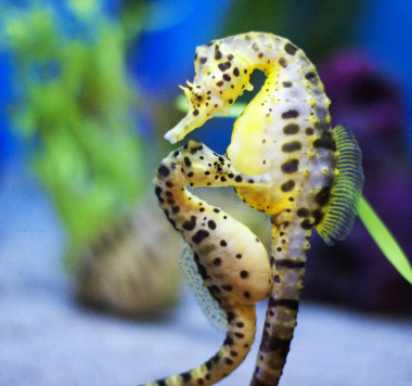 <p>Los caballitos de mar son una de las pocas especies de peces monógamas que existen. Imagen: <a href="http://www.flickr.com/photos/nathaninsandiego/3605208614/sizes/o/" target="_blank">San Diego Shooter</a>.</p>