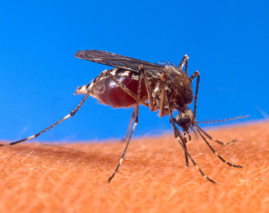 <p>Una hembra de <em>Aedes aegypti </em>en plena acción, picando a un humano. Solamente los ejemplares femeninos de esta especie se alimentan de la sangre de nuestra especie. Cuando pican, transmiten enfermedades a través de los virus que albergan en su organismo, como el del zika, el dengue y el chikunguña. Imagen: <a href="https://commons.wikimedia.org/wiki/File:Aedes_aegypti_biting_human.jpg" target="_blank">Wikipedia</a><em><a href="https://commons.wikimedia.org/wiki/File:Aedes_aegypti_biting_human.jpg" id="__mce_tmp" target="_blank"> </a></em></p>