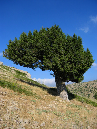 <p>Sabina albar (<em>Juniperus thurifera</em>). Imagen: Daniel Montesinos.</p>