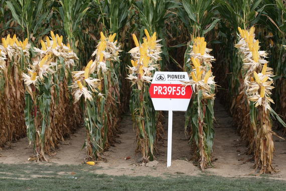 <p>Cultivo de maíz Pioneer. / <a href="http://upload.wikimedia.org/wikipedia/commons/3/3b/Pioneer_maize_PR39F58.jpg" target="_blank">Wikimedia Commons</a> </p>